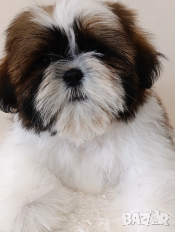 Кученца Ши Тцу /SHIH TZU FCI pedigree , снимка 4 - Ши Тцу - 52464119