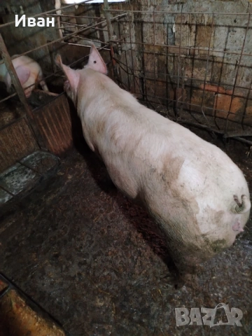 Прасе, снимка 3 - Прасета - 53637338