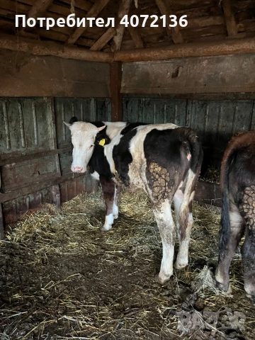 Юници, снимка 2 - Крави - 53863187