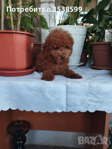 Той Пудел., снимка 4 - Пудели - 53365753