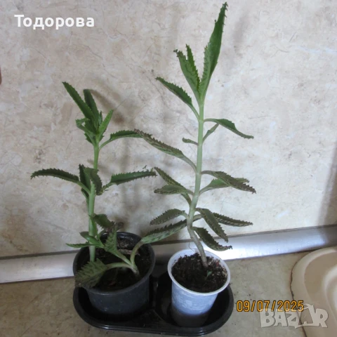 стайни цветя, снимка 4 - Стайни растения - 50959976