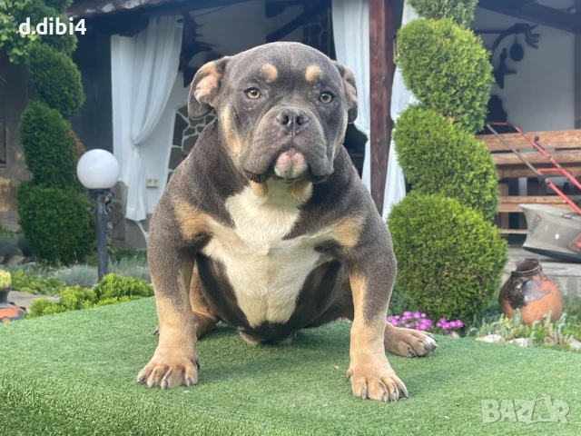 Американско були -покет, снимка 3 - Други - 51169468