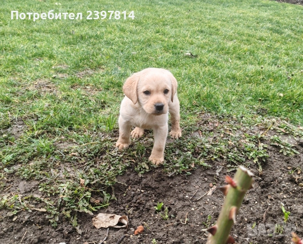Лабрадор - женско , снимка 4 - Лабрадор ретривър - 53409226