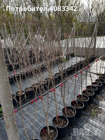 Нар , снимка 4 - Градински цветя и растения - 54221120