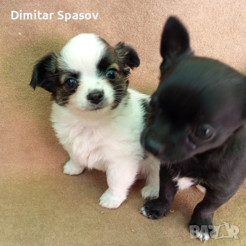 Продавам Кученца Куче Чихуахуа Дългокосместо и Късокосместо, снимка 7 - Чихуахуа - 51767219