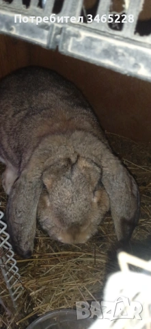 Кочовати зайци, снимка 6 - Други животни - 53248125