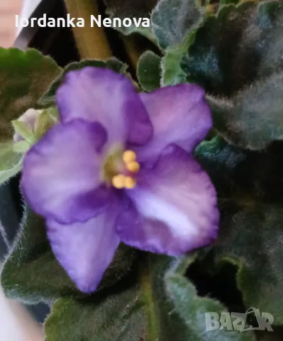 Сентополия , снимка 3 - Стайни растения - 37774721