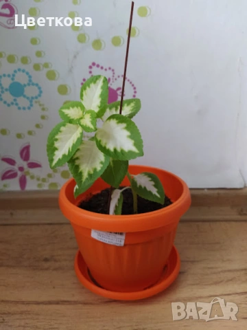 7 различни копривки+подарък и отстъпка