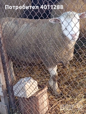 Продавам млад коч