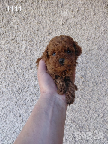 Пудел Той Тийкъп , снимка 3 - Пудели - 54243761