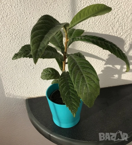 Японска мушмула 45см