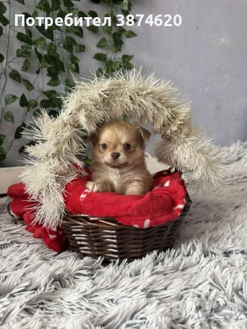 чихуахуа момченца, снимка 16 - Чихуахуа - 52675923