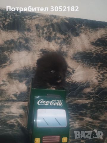 Свободно момче померан , снимка 2 - Померан - 52671300