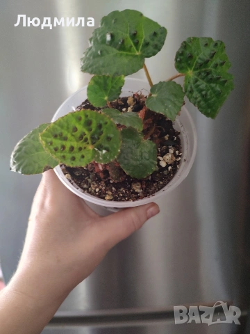 Бегония ферокс/ferox, снимка 2 - Стайни растения - 54096272