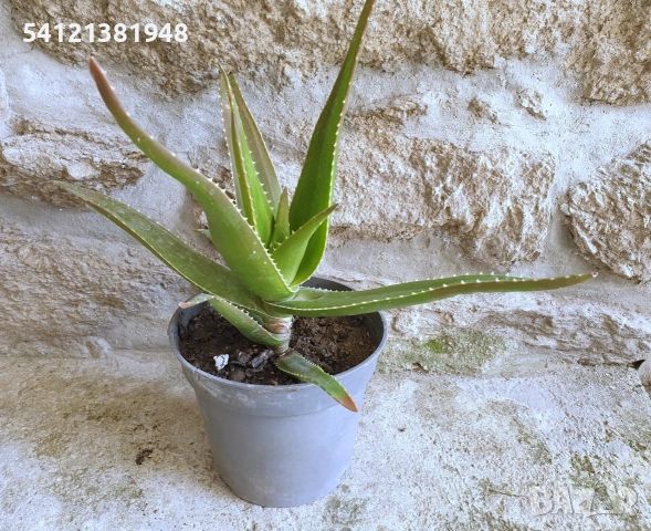 Алое Вера , снимка 4 - Стайни растения - 53926844