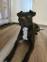 търся мъжки питбул за разплод гр.Сливен, снимка 2