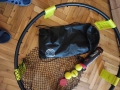 комплект за Спайкбол , снимка 5