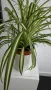 хлорифитум /зелена лилия/, снимка 3