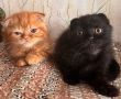 Шотландски клепоухи котета, снимка 1 - Британска късокосместа - 40741695