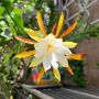 Epiphyllum anguliger , снимка 1 - Стайни растения - 45552429