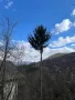 Рязане на опасни дървета в половин България  / Арборист / Arborist, снимка 2