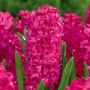 🌸🌿💞 Зюмбюл в саксия (Hyacinthus), снимка 16