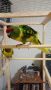 Какарики папагалчета, снимка 4