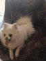 Мъжки и женски померан , снимка 1