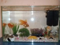 златни рибки с аквариум , снимка 1