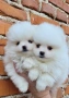 Померан-мини шпиц!!!, снимка 9