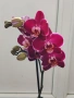 Орхидеи Фаленопсис, снимка 8