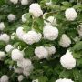 Калина, Картоп, Viburnum opulus ‘Roseum’, снимка 4