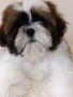 Кученца Ши Тцу /SHIH TZU FCI pedigree , снимка 4