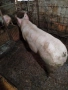 Прасе, снимка 3