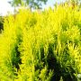 Източната туя Ауреа Нана, Thuja orientalis ‘Aurea Nana’, снимка 6