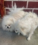 Померан, снимка 3