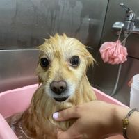 Къпане на домашни любимци, снимка 5 - Ветеринари и услуги - 45239247