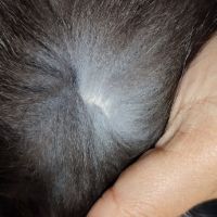 елек естествен косъм от сребърна лисица, снимка 4 - Елеци - 45387383