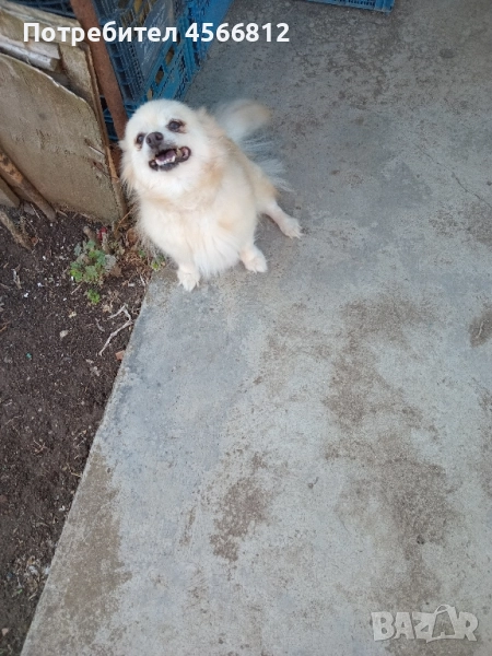 Немски шпиц , снимка 1