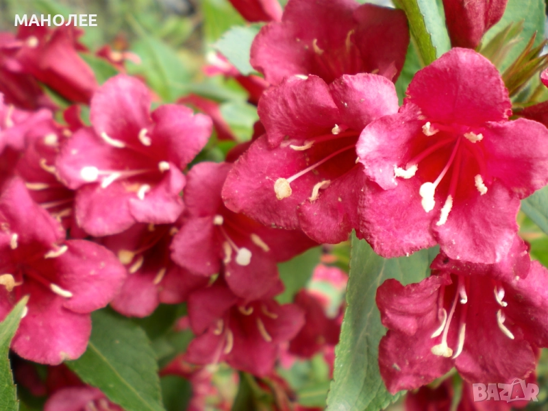 Вайгела, снимка 1