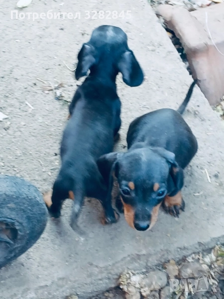 Мини дакели , снимка 1