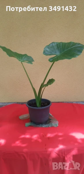 Цвете/Трилистник, снимка 1