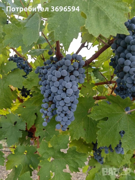 Продавам грозде сорт каберне, снимка 1