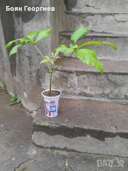 Кестен фиданки - Конски, див кестен , снимка 1