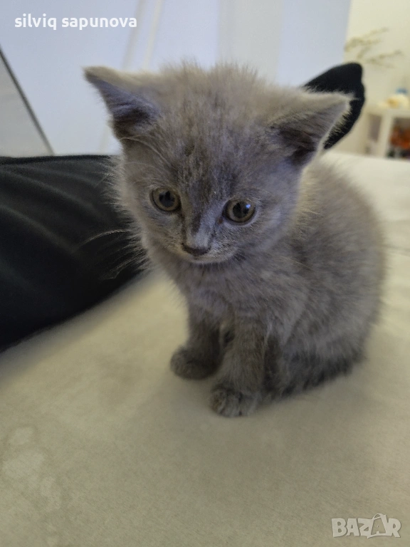 Търсим дом на чистокръвни котета, снимка 1