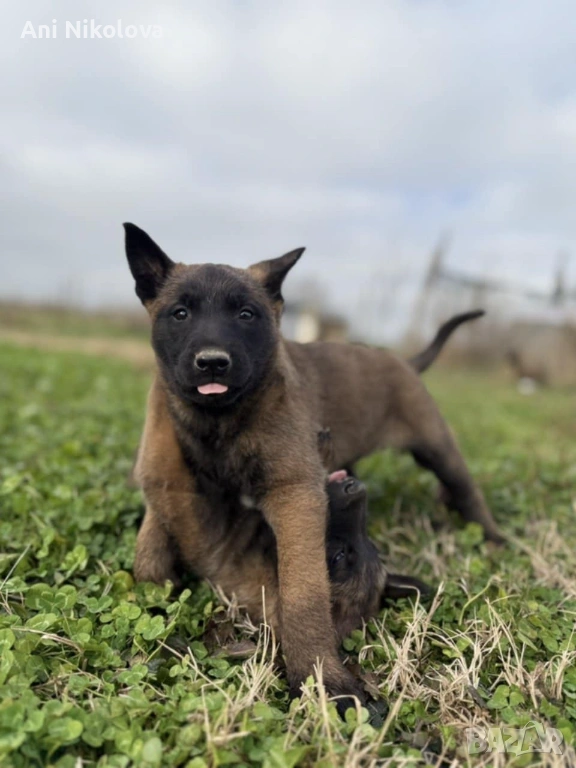 Чистокръвни белгийски овчарки, снимка 1