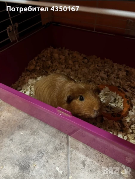 Здравейте!Продавам женско морско свинче , снимка 1