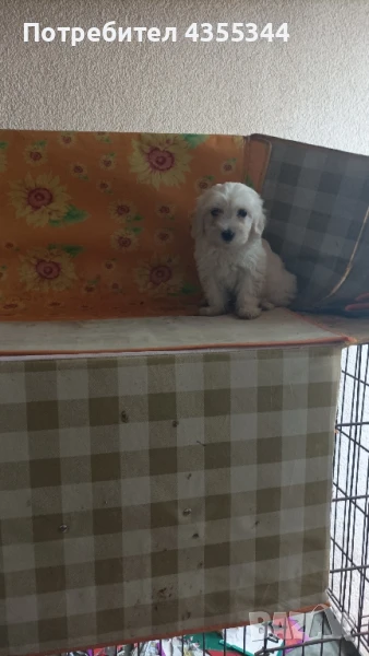 Малтийска болонка , снимка 1