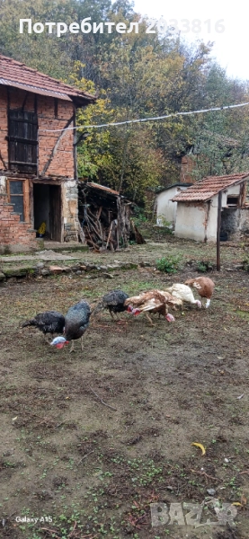 Пуйки-Мисирки, снимка 1