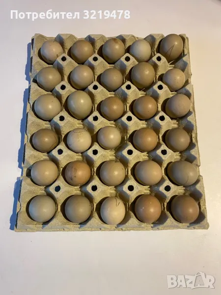 Оплодени фазански яйца (висока люпимост), снимка 1